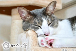 50%OFF【1,000円】≪【2020年10月NEW OPEN！】西新宿で唯一の譲渡型の保護猫カフェ！保護された猫たちが将来の飼い主さん達を探して、とりあえず今はここでゴロゴロしながら待っています♪／猫カフェ利用90分＋ワンドリンク≫【くまポン初登場！】